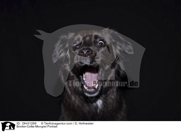 Border-Collie-Mongrel Portrait / DH-01289