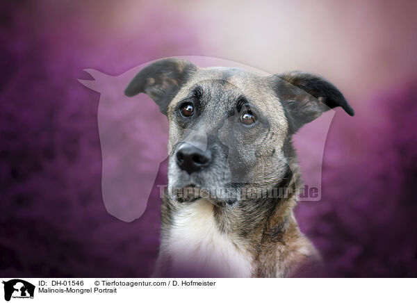Malinois-Mischling Portrait / Malinois-Mongrel Portrait / DH-01546