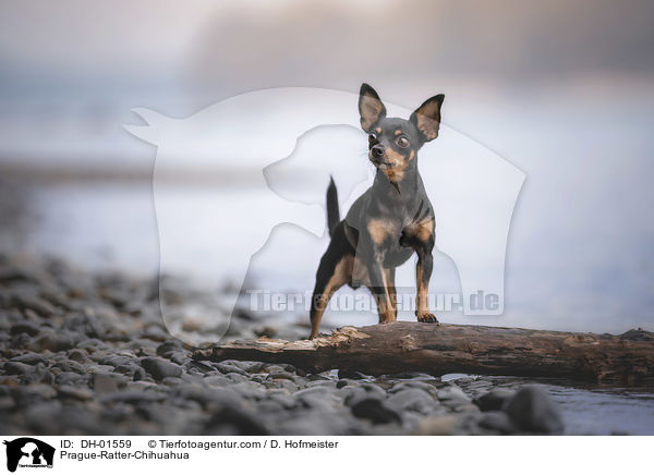 Prager-Rattler-Chihuahua / Prague-Ratter-Chihuahua / DH-01559