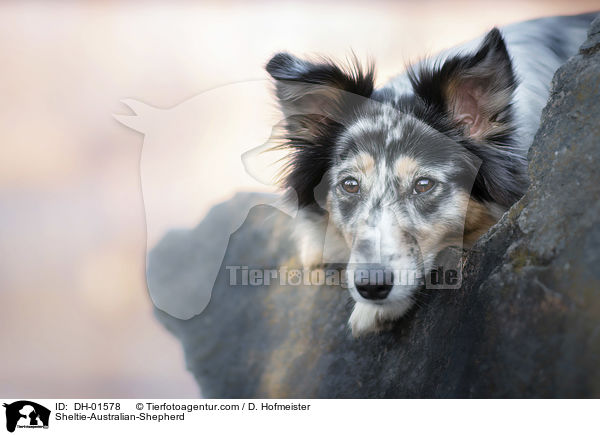 Sheltie-Australian-Shepherd / Sheltie-Australian-Shepherd / DH-01578