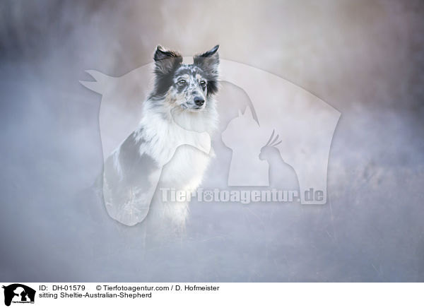 sitzender Sheltie-Australian-Shepherd / sitting Sheltie-Australian-Shepherd / DH-01579