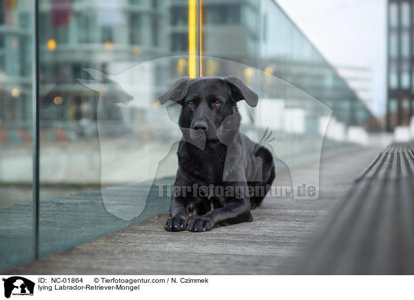 liegender Labrador-Retriever-Mischling / lying Labrador-Retriever-Mongel / NC-01864