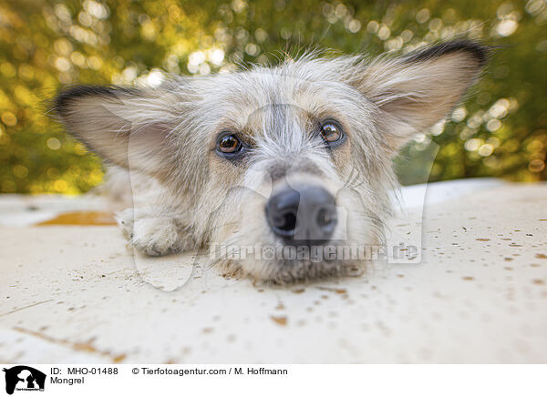 Mongrel / MHO-01488