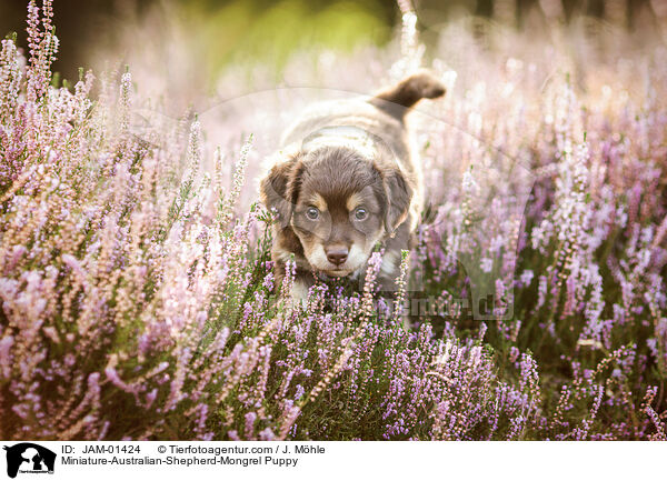 Miniature-Australian-Shepherd-Mischling Welpe / Miniature-Australian-Shepherd-Mongrel Puppy / JAM-01424