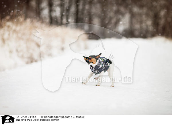 Jack-Russell-Terrier-Mops schttelt sich / shaking Pug-Jack-Russell-Terrier / JAM-01455
