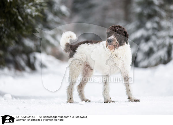 Deutsch-Kurzhaar-Mischling / German-shorthaired-Pointer-Mongrel / UM-02452