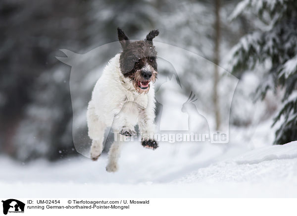 rennender Deutsch-Kurzhaar-Mischling / running German-shorthaired-Pointer-Mongrel / UM-02454