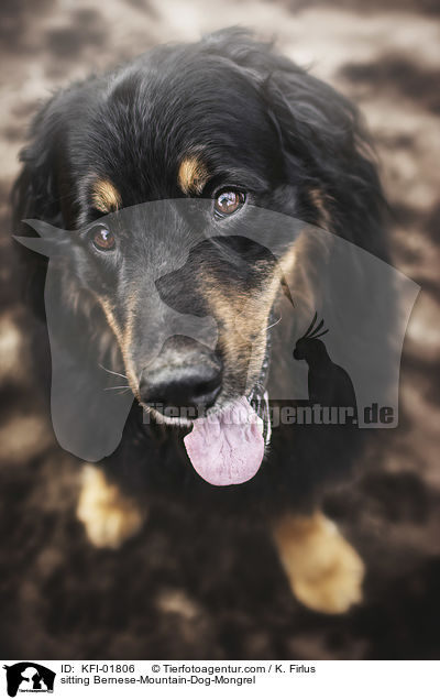 sitzender Berner-Sennenhund-Mischling / sitting Bernese-Mountain-Dog-Mongrel / KFI-01806
