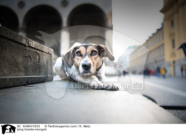 liegender Bracken-Mischling / lying bracke-mongrel / KAM-01833