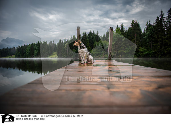 sitzender Bracken-Mischling / sitting bracke-mongrel / KAM-01856