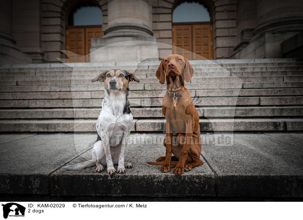 2 Hunde / 2 dogs / KAM-02029