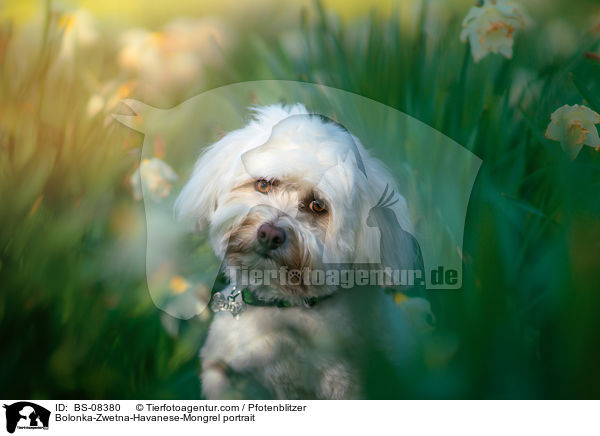 Bolonka-Zwetna-Havaneser-Mischling Portrait / Bolonka-Zwetna-Havanese-Mongrel portrait / BS-08380