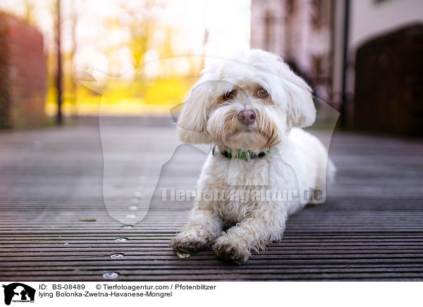 liegender Bolonka-Zwetna-Havaneser-Mischling / lying Bolonka-Zwetna-Havanese-Mongrel / BS-08489