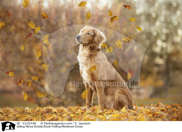 sitzender Nova-Scotia-Duck-Tolling-Retriever-Mix / sitting Nova-Scotia-Duck-Tolling-Retriever-Cross / VJ-03148