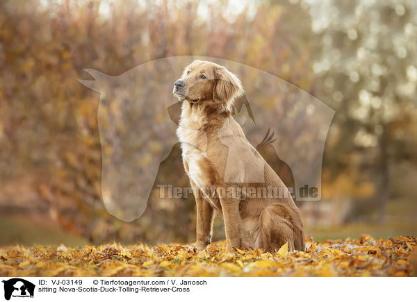 sitzender Nova-Scotia-Duck-Tolling-Retriever-Mix / sitting Nova-Scotia-Duck-Tolling-Retriever-Cross / VJ-03149