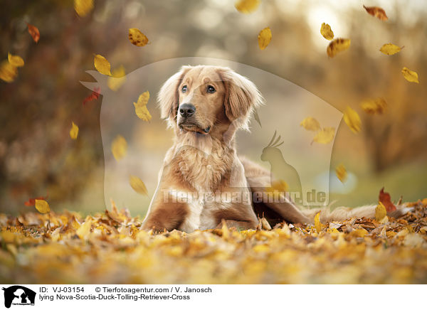 liegender Nova-Scotia-Duck-Tolling-Retriever-Mix / lying Nova-Scotia-Duck-Tolling-Retriever-Cross / VJ-03154