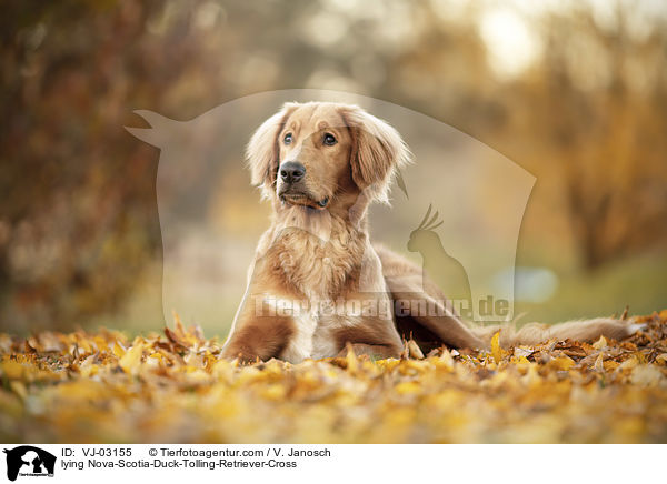 liegender Nova-Scotia-Duck-Tolling-Retriever-Mix / lying Nova-Scotia-Duck-Tolling-Retriever-Cross / VJ-03155