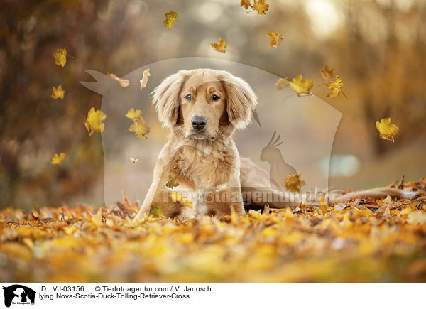 liegender Nova-Scotia-Duck-Tolling-Retriever-Mix / lying Nova-Scotia-Duck-Tolling-Retriever-Cross / VJ-03156