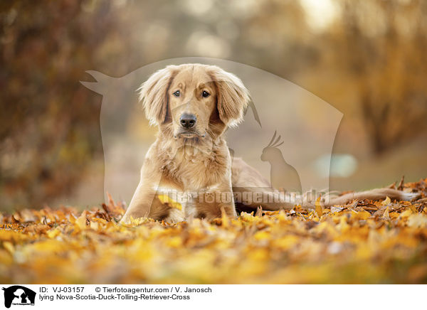 liegender Nova-Scotia-Duck-Tolling-Retriever-Mix / lying Nova-Scotia-Duck-Tolling-Retriever-Cross / VJ-03157