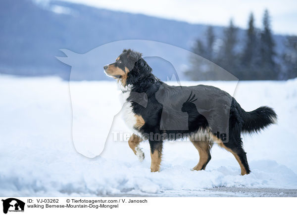 laufender Berner-Sennenhund-Mischling / walking Bernese-Mountain-Dog-Mongrel / VJ-03262