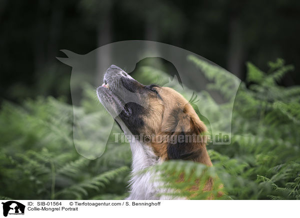 Collie-Mischling Portrait / Collie-Mongrel Portrait / SIB-01564