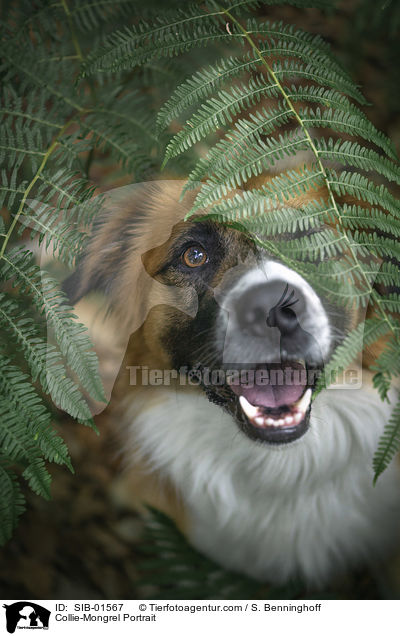 Collie-Mischling Portrait / Collie-Mongrel Portrait / SIB-01567