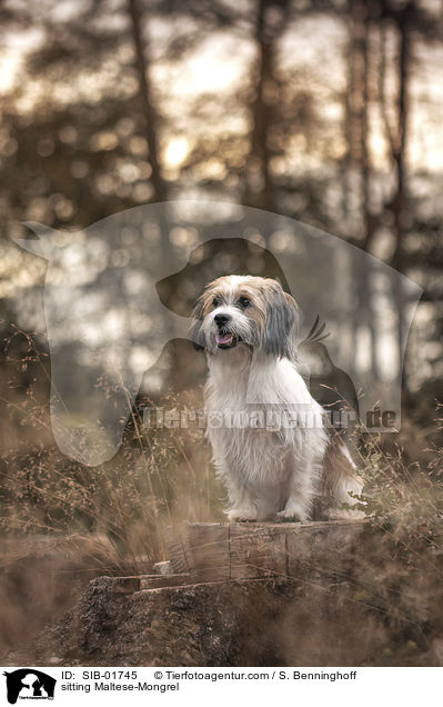 sitzender Malteser-Mischling / sitting Maltese-Mongrel / SIB-01745