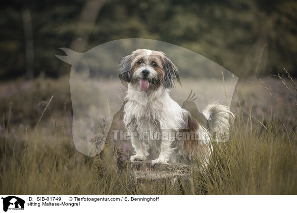 sitzender Malteser-Mischling / sitting Maltese-Mongrel / SIB-01749