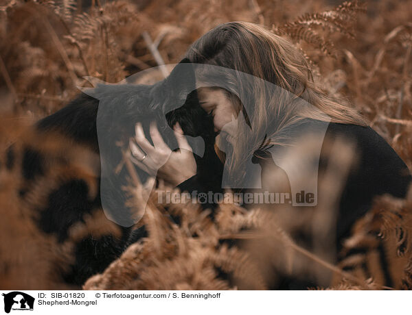 Schferhund-Mischling / Shepherd-Mongrel / SIB-01820