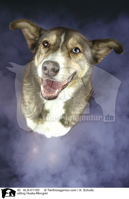 sitzender Husky-Mischling / sitting Husky-Mongrel / ALS-01100