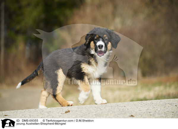junger Australian-Shepherd-Mischling / young Australian-Shepherd-Mongrel / DMS-09355
