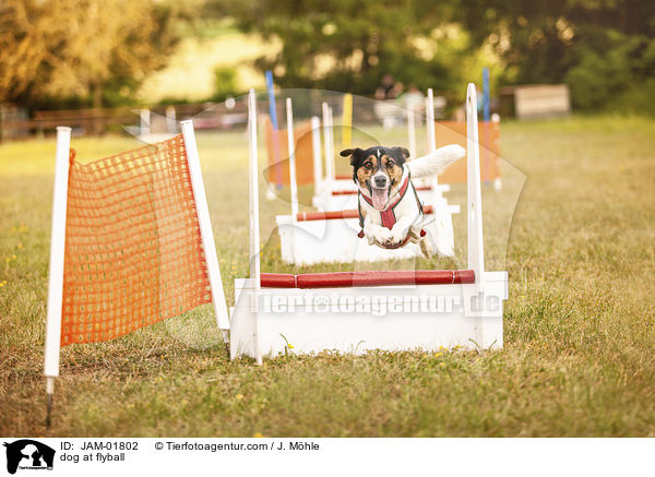 Hund beim Flyball / dog at flyball / JAM-01802