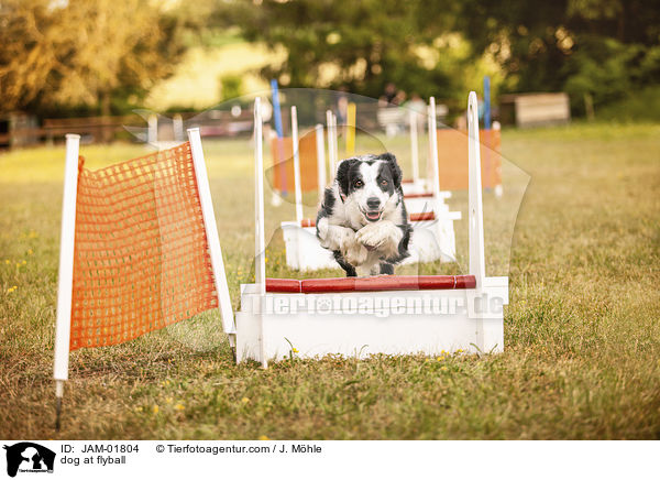 Hund beim Flyball / dog at flyball / JAM-01804