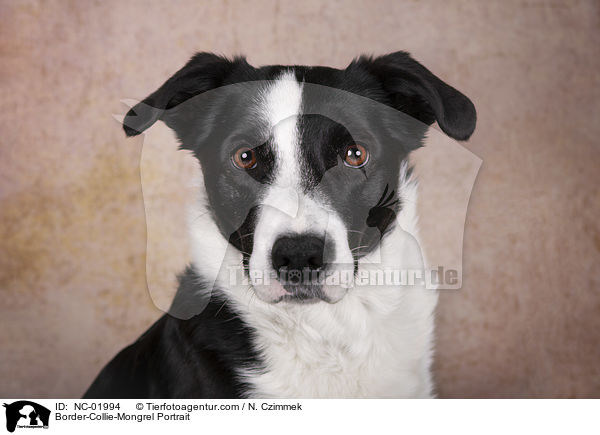 Border-Collie-Mischling Portrait / Border-Collie-Mongrel Portrait / NC-01994