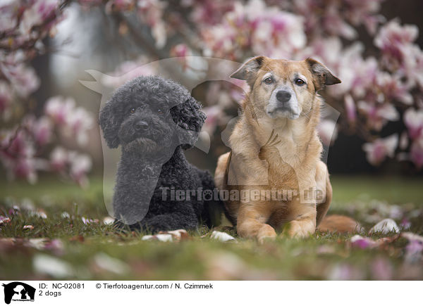 2 dogs / NC-02081