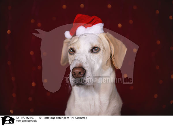 Mischling Portrait / mongrel portrait / NC-02107