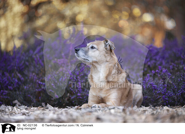 liegender Mischling / lying mongrel / NC-02136