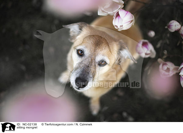 sitzender Mischling / sitting mongrel / NC-02138