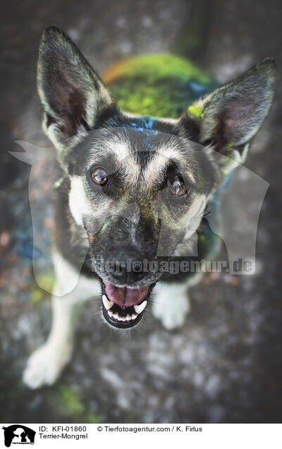 Terrier-Mischling / Terrier-Mongrel / KFI-01860