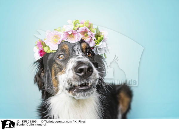 Border-Collie-Mischling / Border-Collie-mongrel / KFI-01899