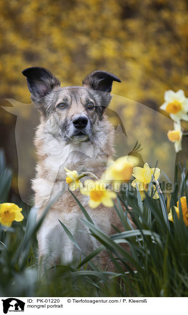 Mischling Portrait / mongrel portrait / PK-01220