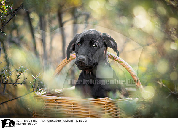 mongrel puppy / TBA-01185