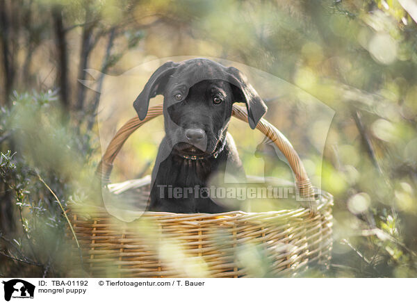 mongrel puppy / TBA-01192