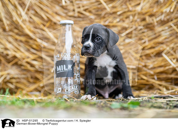 Deutscher-Boxer-Mischling Welpe / German-Boxer-Mongrel Puppy / HSP-01295