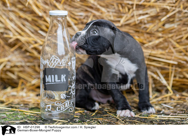 Deutscher-Boxer-Mischling Welpe / German-Boxer-Mongrel Puppy / HSP-01296