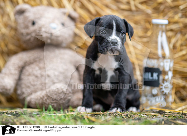 German-Boxer-Mongrel Puppy / HSP-01298