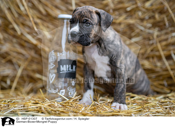 Deutscher-Boxer-Mischling Welpe / German-Boxer-Mongrel Puppy / HSP-01307