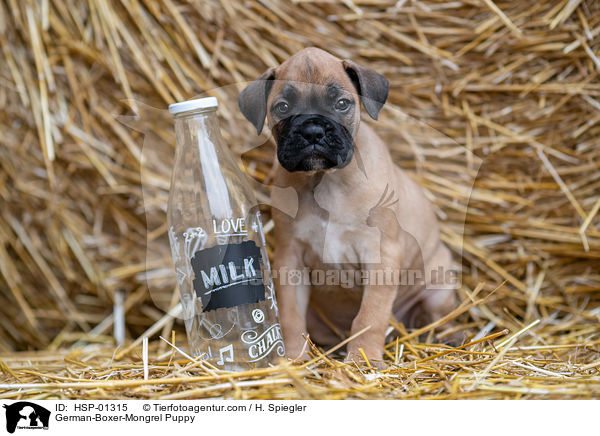 Deutscher-Boxer-Mischling Welpe / German-Boxer-Mongrel Puppy / HSP-01315