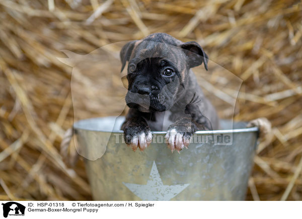 Deutscher-Boxer-Mischling Welpe / German-Boxer-Mongrel Puppy / HSP-01318