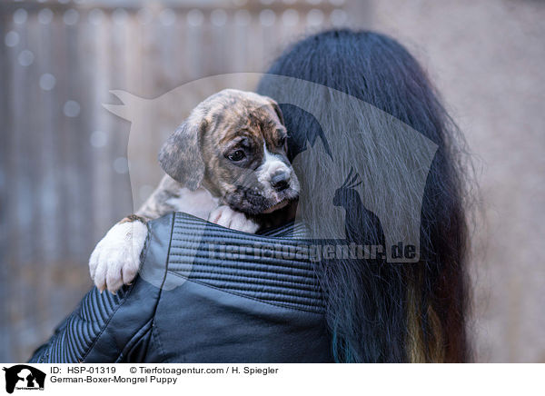 Deutscher-Boxer-Mischling Welpe / German-Boxer-Mongrel Puppy / HSP-01319